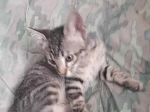 Gato raça SRD-ViraLata idade 2 a 6 meses nome Carolina