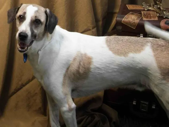 Cachorro ra a SRD-ViraLata idade 6 ou mais anos nome Bud (pronúncia Bâd)