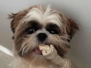 Cachorro raça Shitzu idade 2 anos nome Luffy 