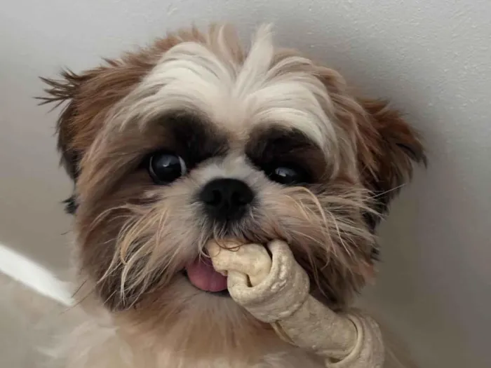 Cachorro ra a Shitzu idade 2 anos nome Luffy 