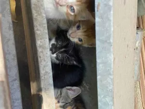 Gato raça SRD-ViraLata idade Abaixo de 2 meses nome Sem nome 