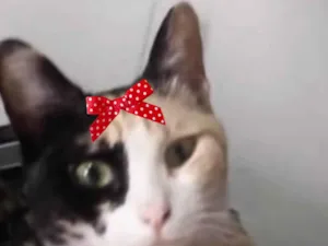 Gato raça SRD-ViraLata idade 2 a 6 meses nome Maia 