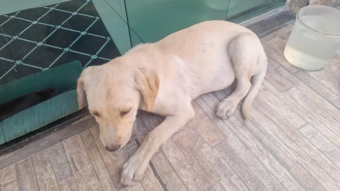 Cachorro ra a SRD-ViraLata idade 2 a 6 meses nome Sem nome 