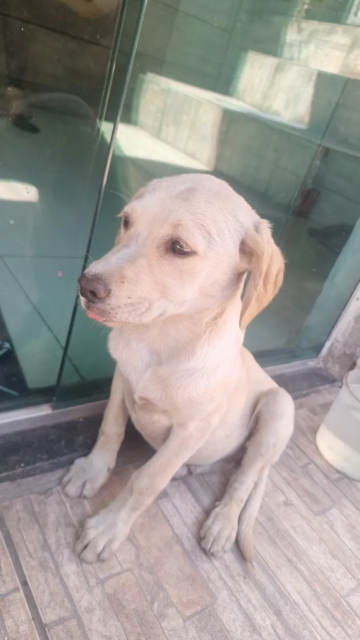 Cachorro ra a SRD-ViraLata idade 2 a 6 meses nome Sem nome 