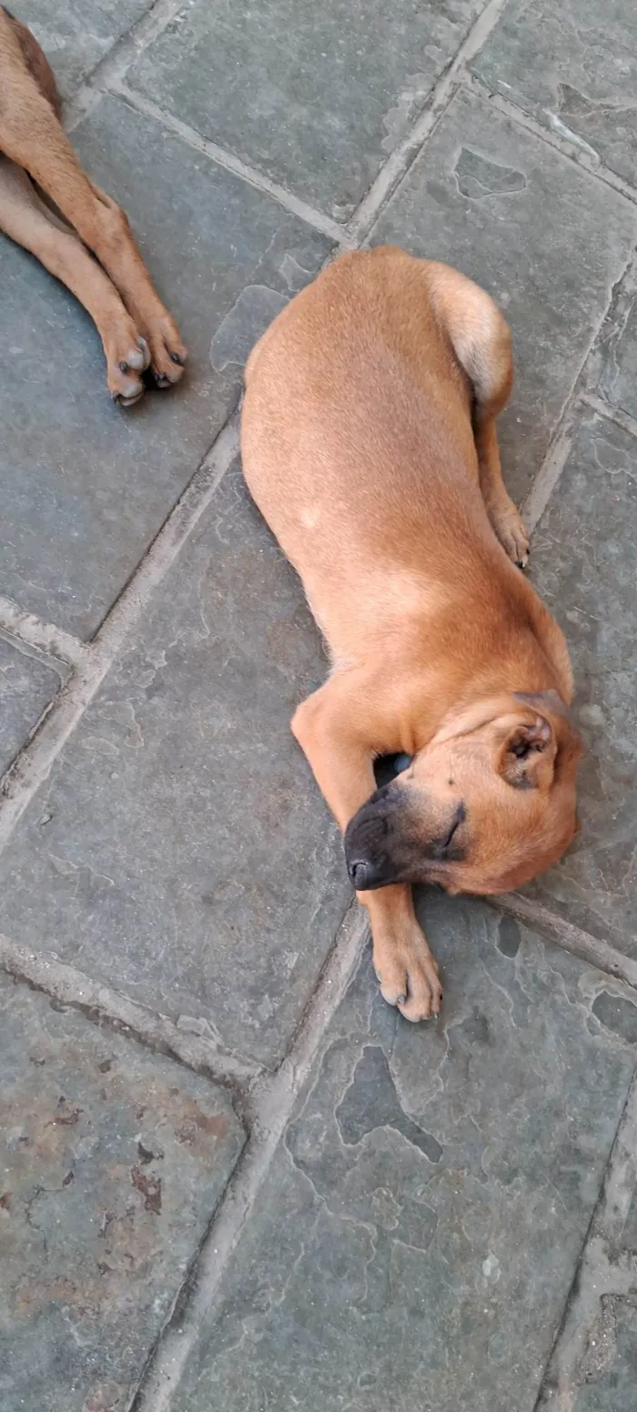 Cachorro ra a SRD-ViraLata idade 2 a 6 meses nome Sem nome