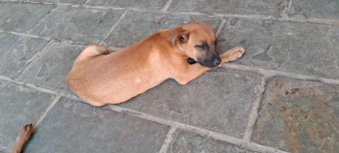 Cachorro ra a SRD-ViraLata idade 2 a 6 meses nome Sem nome