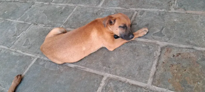 Cachorro ra a SRD-ViraLata idade 2 a 6 meses nome Sem nome