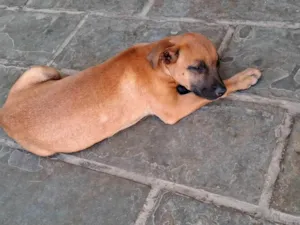 Cachorro raça SRD-ViraLata idade 2 a 6 meses nome Sem nome
