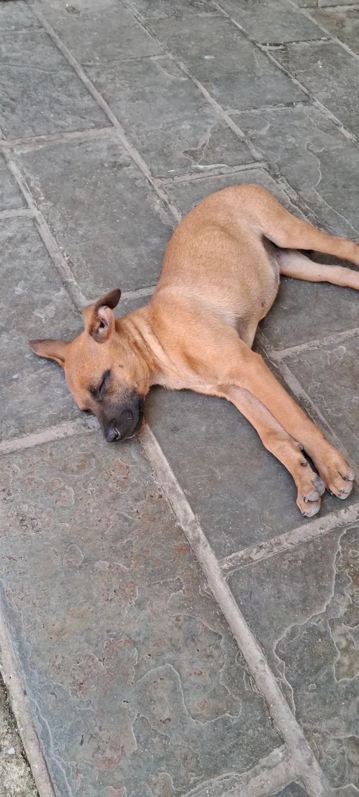 Cachorro ra a SRD-ViraLata idade 2 a 6 meses nome Sem nome