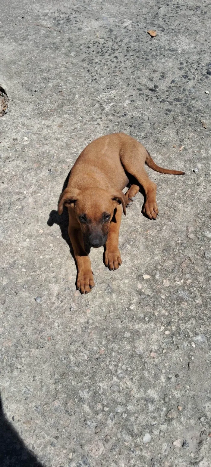 Cachorro ra a SRD-ViraLata idade 2 a 6 meses nome Sem nome 