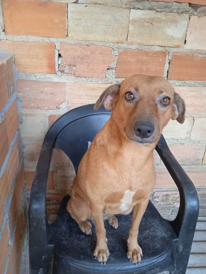 Cachorro ra a SRD-ViraLata idade 2 anos nome CaraMEla