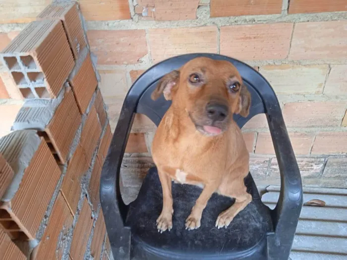 Cachorro ra a SRD-ViraLata idade 2 anos nome CaraMEla