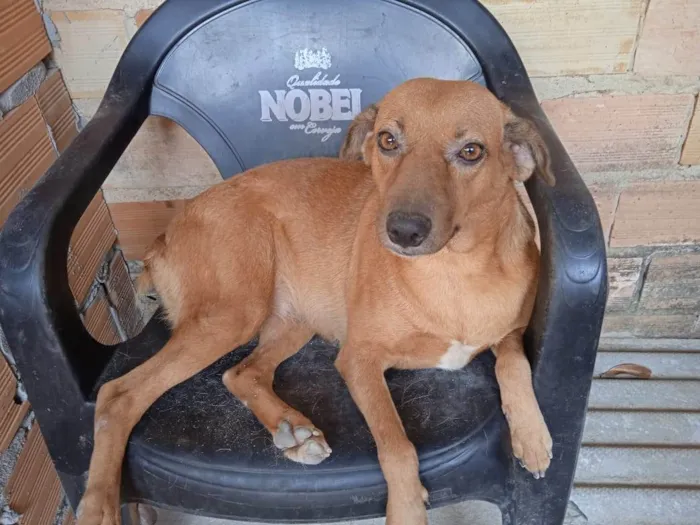 Cachorro ra a SRD-ViraLata idade 2 anos nome CaraMEla