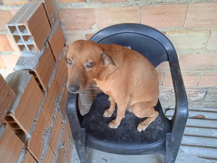 Cachorro ra a SRD-ViraLata idade 2 anos nome CaraMEla