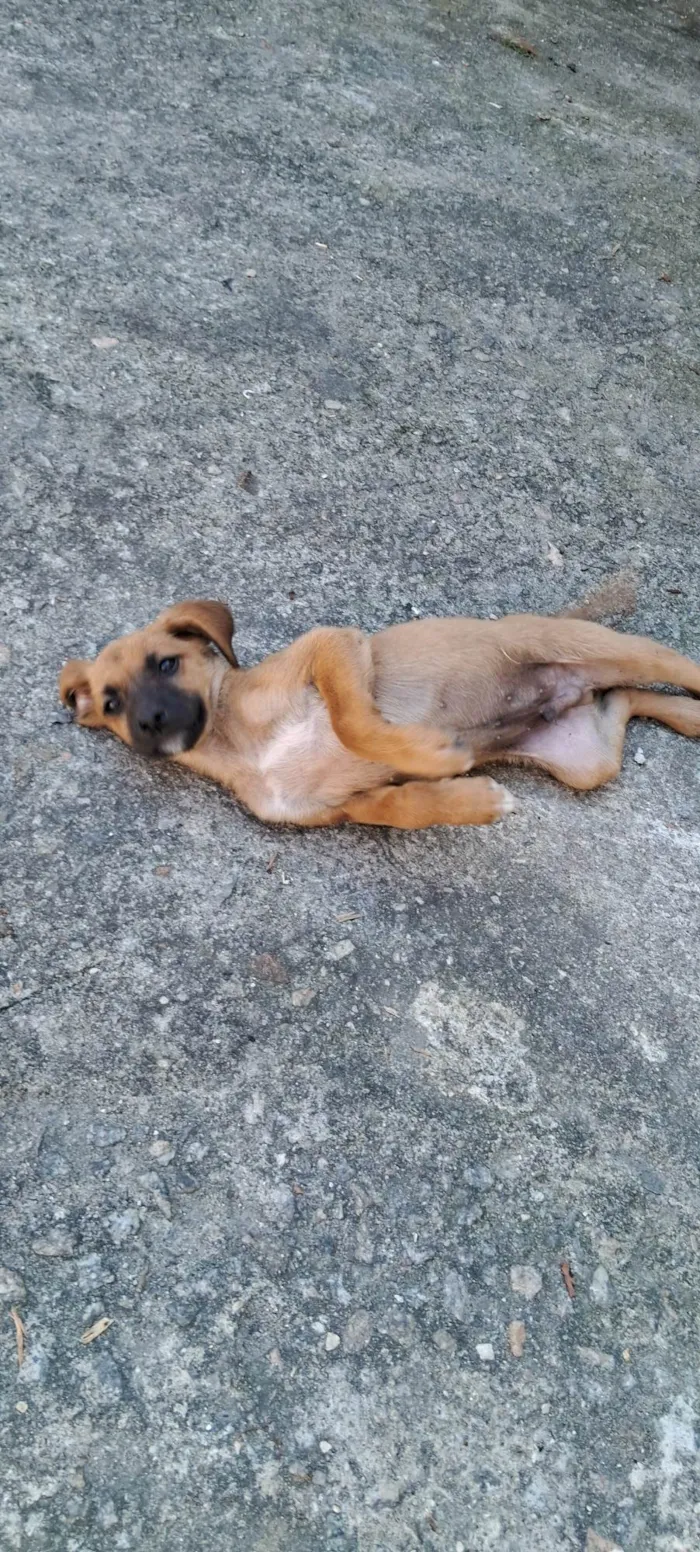 Cachorro ra a SRD-ViraLata idade 2 a 6 meses nome Sem nome 