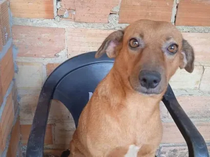 Cachorro raça SRD-ViraLata idade 2 anos nome CaraMEla