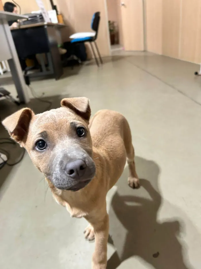 Cachorro ra a SRD-ViraLata idade 2 a 6 meses nome Malu