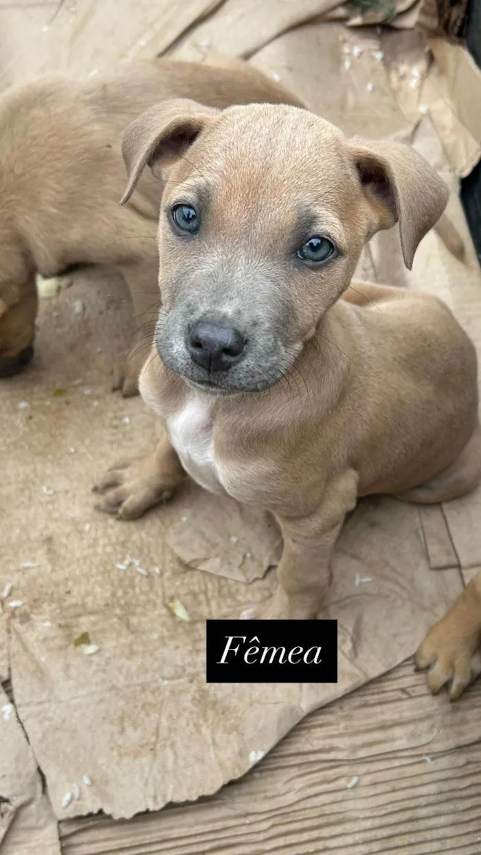 Cachorro ra a SRD-ViraLata idade 2 a 6 meses nome Malu