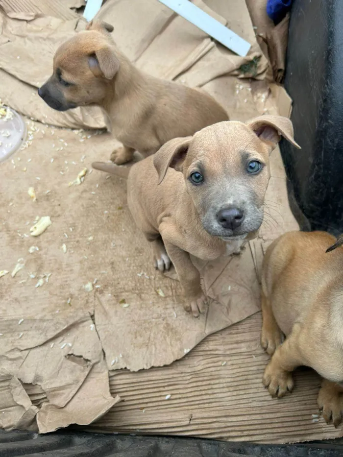 Cachorro ra a SRD-ViraLata idade 2 a 6 meses nome Malu