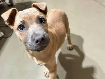 Cachorro raça SRD-ViraLata idade 2 a 6 meses nome Malu