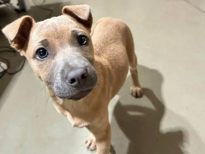 Cachorro ra a SRD-ViraLata idade 2 a 6 meses nome Malu