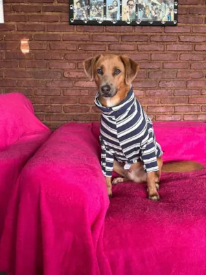 Cachorro raça SRD-ViraLata idade 2 anos nome London