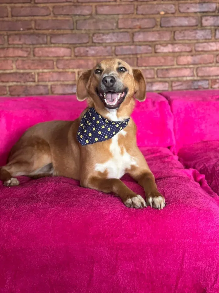 Cachorro ra a SRD-ViraLata idade 2 anos nome London