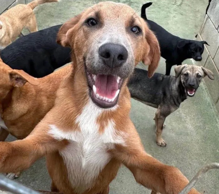 Cachorro ra a SRD-ViraLata idade 2 anos nome London