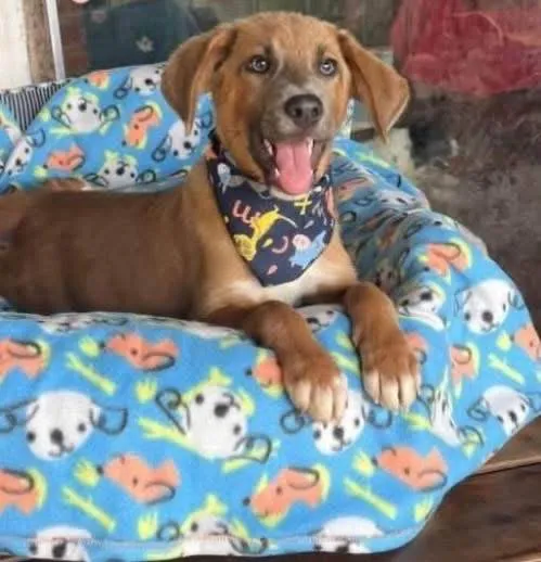 Cachorro ra a SRD-ViraLata idade 2 anos nome London