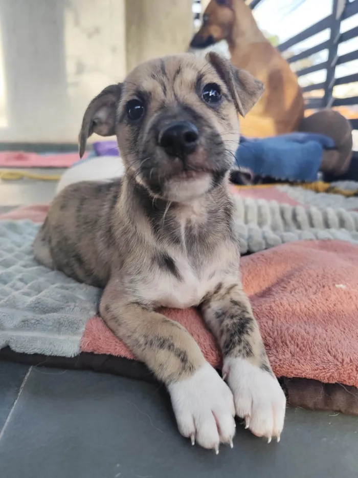 Cachorro ra a SRD-ViraLata idade 2 a 6 meses nome Liko