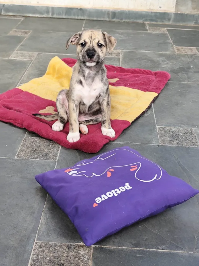 Cachorro ra a SRD-ViraLata idade 2 a 6 meses nome Liko