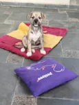 Liko