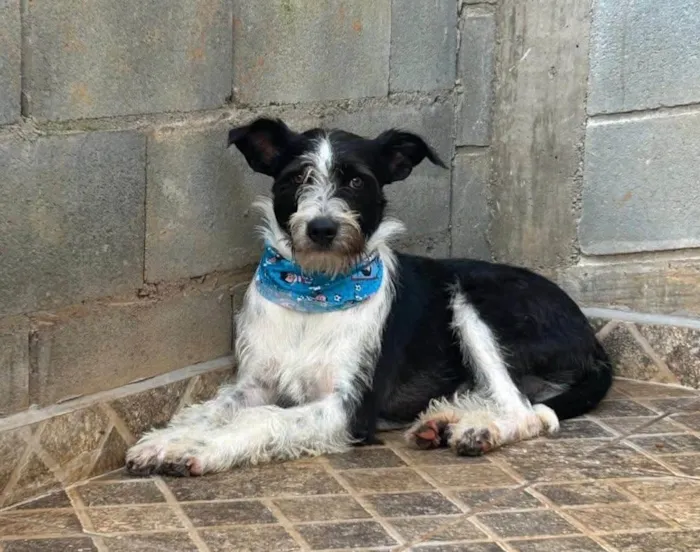 Cachorro ra a SRD-ViraLata idade 3 anos nome Valentin