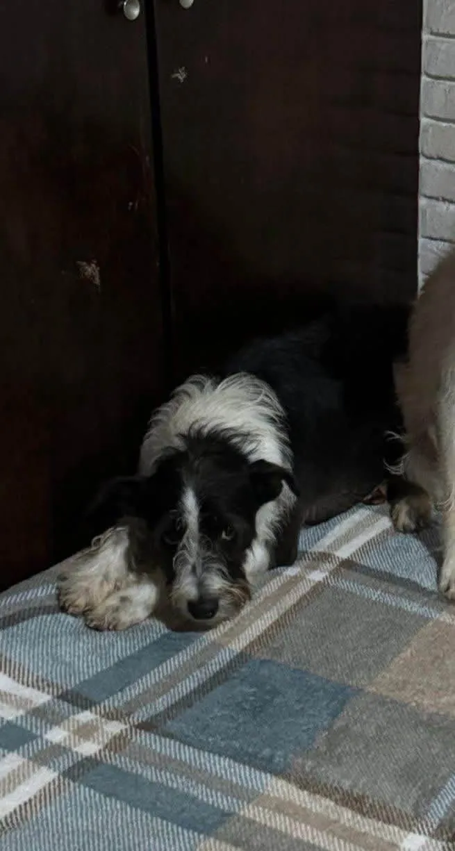 Cachorro ra a SRD-ViraLata idade 3 anos nome Valentin