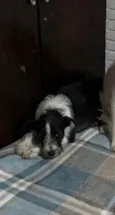 Valentin