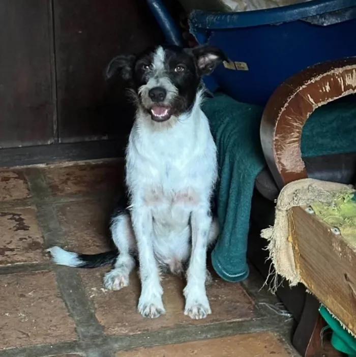 Cachorro ra a SRD-ViraLata idade 3 anos nome Valentin