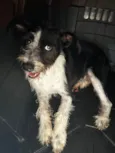 Valentin