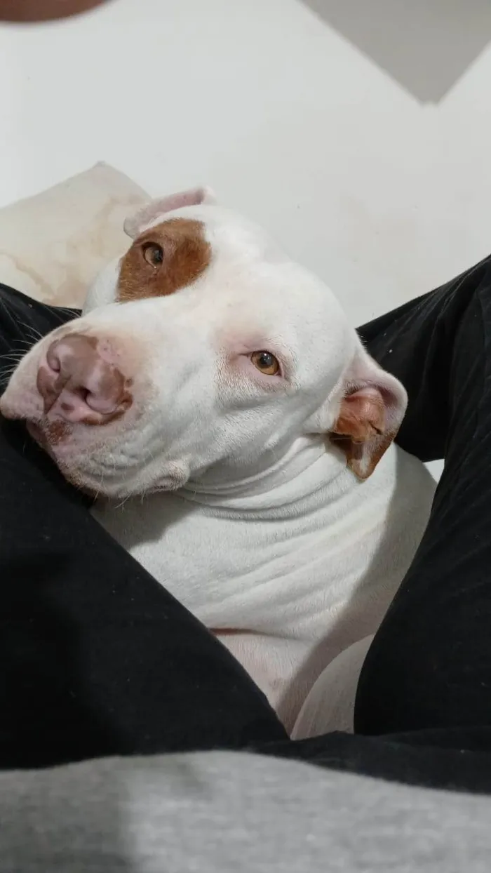 Cachorro ra a Pit-Bull idade 4 anos nome Maya Gabriel