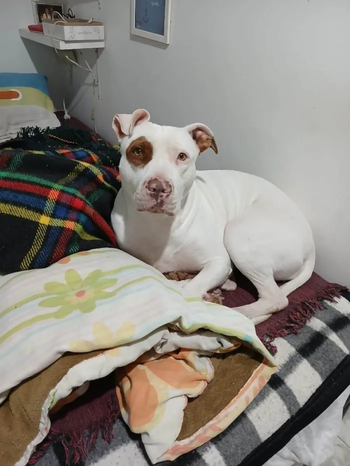 Cachorro ra a Pit-Bull idade 4 anos nome Maya Gabriel