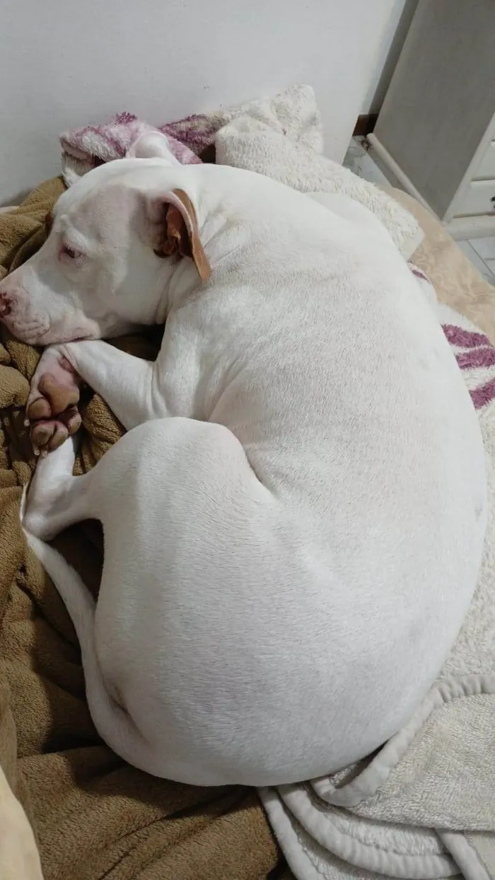 Cachorro ra a Pit-Bull idade 4 anos nome Maya Gabriel