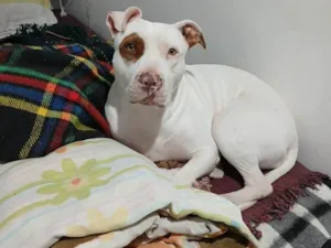 Cachorro raça Pit-Bull idade 4 anos nome Maya Gabriel