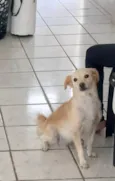 CHIPECA E TOBA
