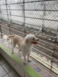 CHIPECA E TOBA