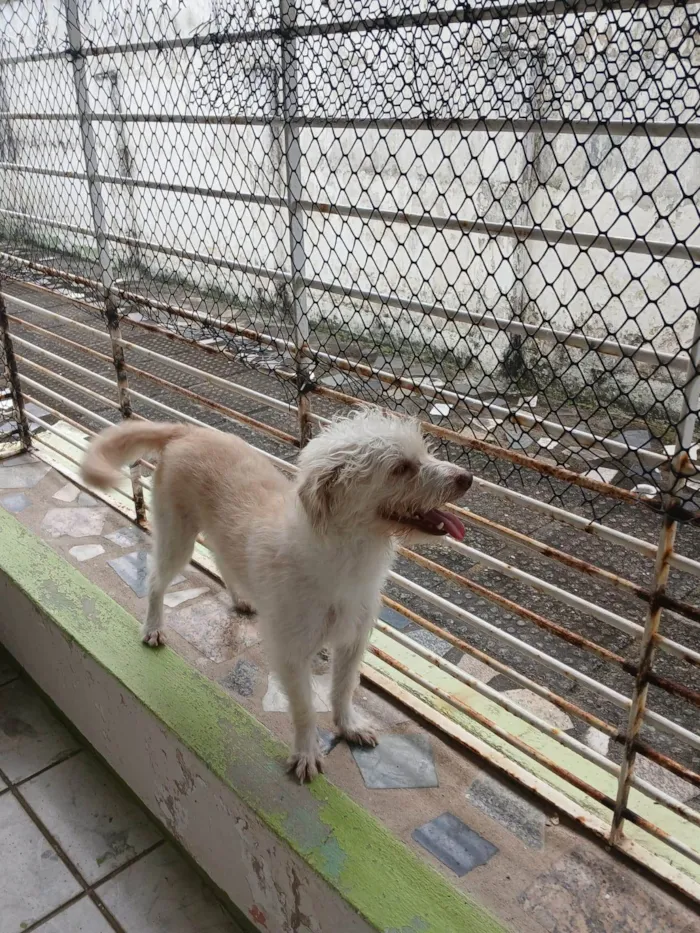 Cachorro ra a SRD-ViraLata idade 5 anos nome CHIPECA E TOBA