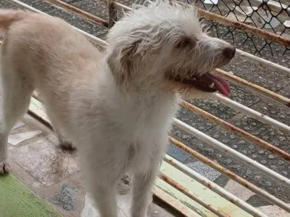 Cachorro raça SRD-ViraLata idade 4 anos nome CHIPECA 