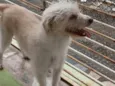 CHIPECA E TOBA