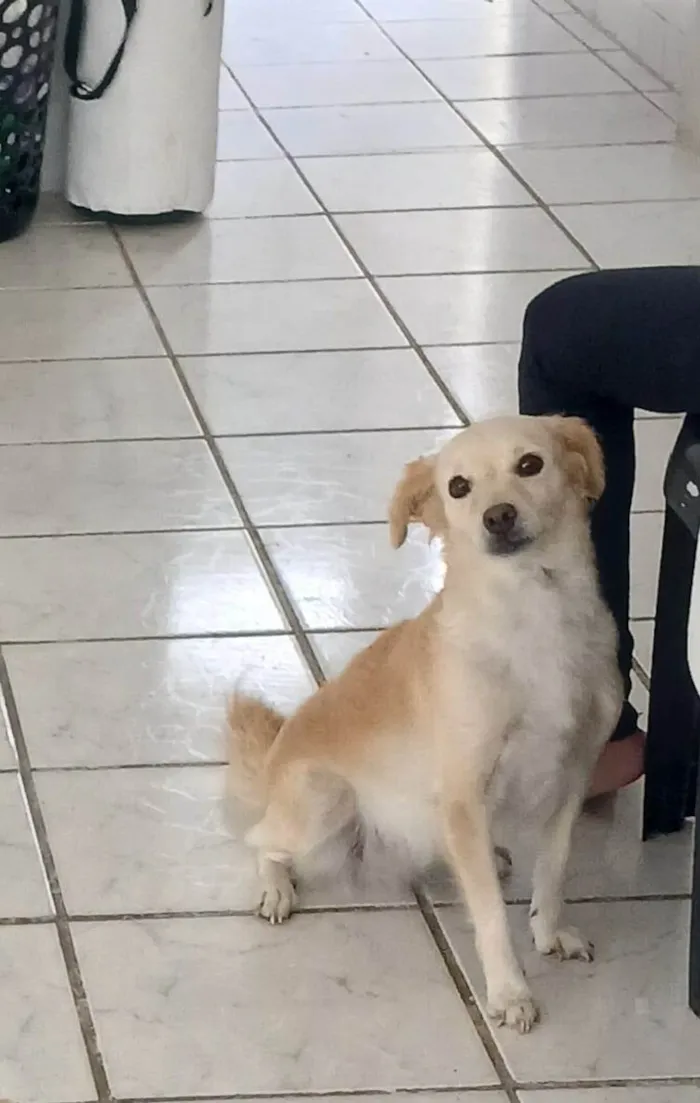 Cachorro ra a SRD-ViraLata idade 4 anos nome TOBA