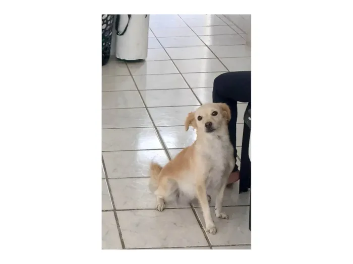 Cachorro ra a SRD-ViraLata idade 4 anos nome TOBA
