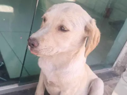 Cachorro raça SRD-ViraLata idade 2 a 6 meses nome Sem nome 
