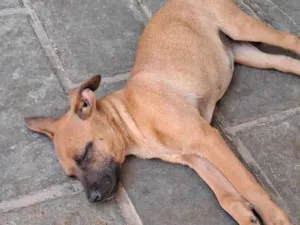 Cachorro raça SRD-ViraLata idade 2 a 6 meses nome Sem nome